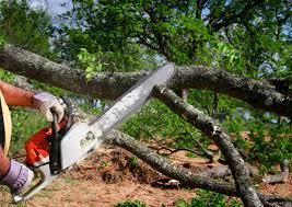 Best Tree Trimming and Pruning  in Yountville, CA